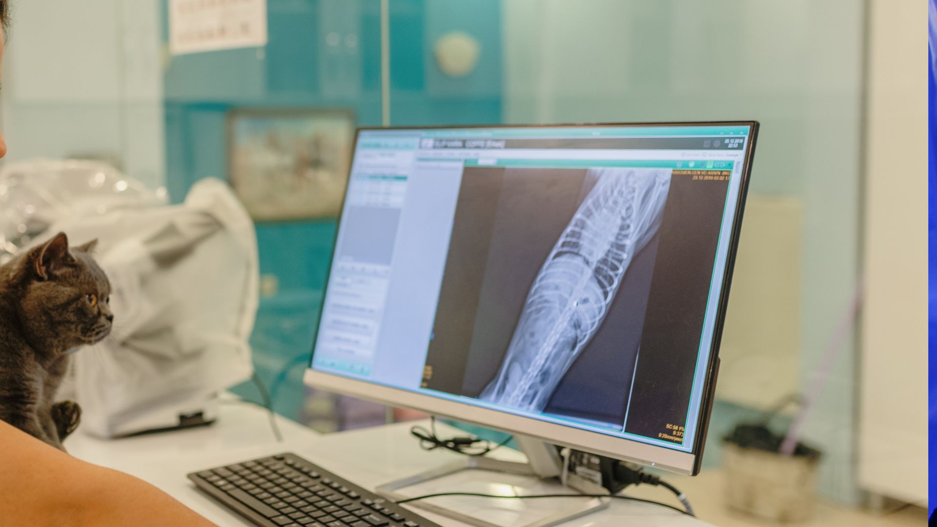 Pet Advanced Diagnostics In Albany, GA 31707 | Spelts & Masters