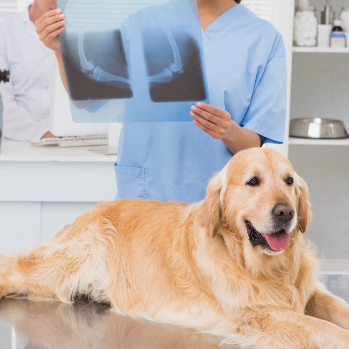 A veterinarian looking at dog's X-ray