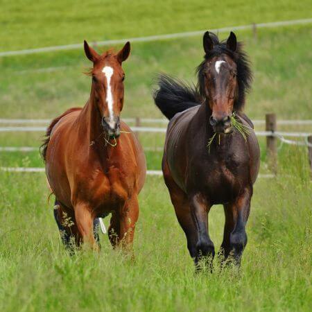 two horses running and eating grass